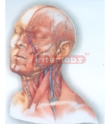 HUMAN HEAD AND NECK DEEP DISTRIBUTION MODEL STRUCTURE